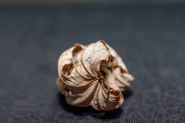 Closeup of a flower in the garden