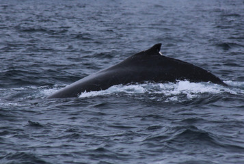 Sideview of the back from a male humpback whale, megaptera novaeangliae, with many scars visible