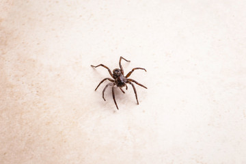 brown spider, poisonous arachnid walking on the ground. Risk concept, danger indoors, arachnophobia.