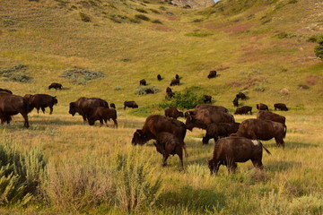 Fototapeta na wymiar Herd of buffalo roaming and grazing the plains of North Dakota.