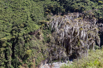 High-altitude jungle lush flora in green Rio Bianco Valley after Choquequirao pass, Andes, Peru