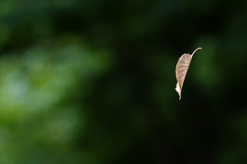 木から落ちる1枚の葉っぱ