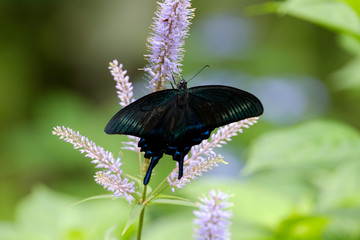 花の蜜を吸うアゲハチョウ
