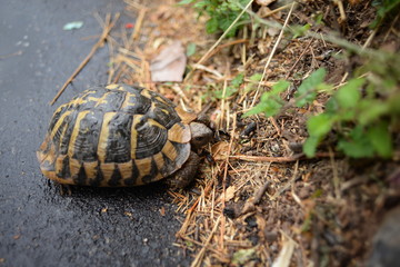 turtle on wet asphalt