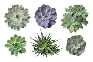 collection of various succulents isolated on a white background, decorative botanical design elements, top view / flat lay