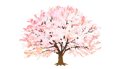 Obraz premium 桜の木