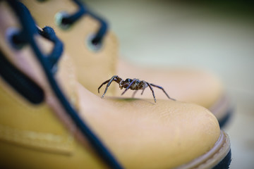 poisonous spider rising into a boot. Spider care, fear of spider. Busty animal. Loxosceles is a genus of poisonous arachnids in the Sicariidae family known for their necrotizing sting.