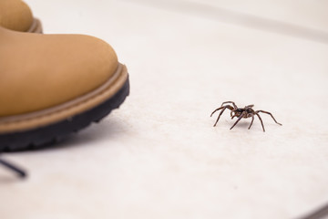 brown spider, venomous and poisonous animal entering inside boot. Concept of danger and mortal,...