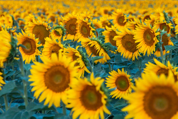Sunflowers field