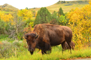 Buffalo roaming and grazing the plains of North Dakota.