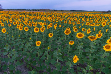 Obraz premium Sunflowers field