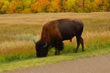 Fototapeta premium Buffalo roaming and grazing the plains of North Dakota.