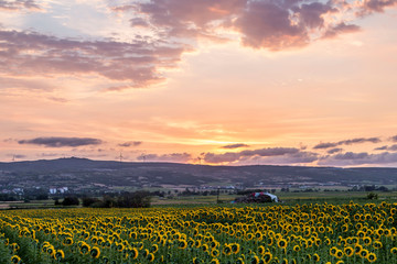 Sunflowers field