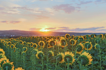 Fototapeta premium Sunflowers field
