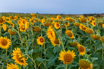 Obraz premium Sunflowers field