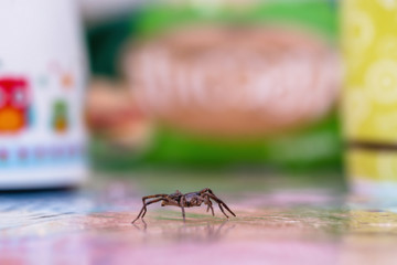 brown spider, poisonous arachnid walking on the ground. Risk concept, danger indoors, arachnophobia.