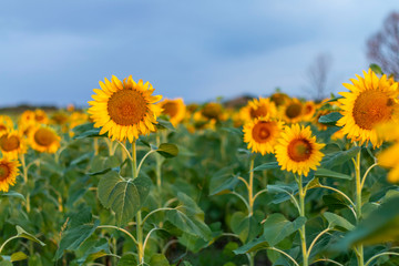Sunflowers field