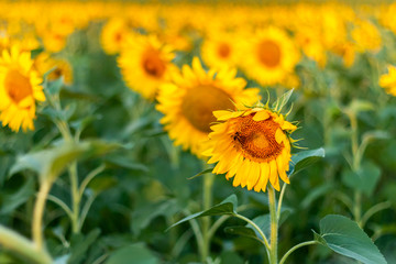 Sunflowers field