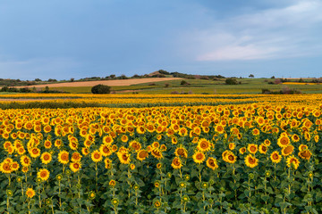 Fototapeta premium Sunflowers field
