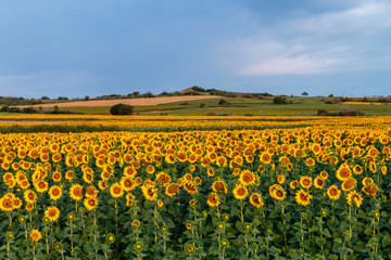 Fototapeta premium Sunflowers field