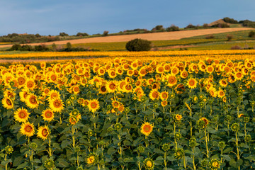 Sunflowers field