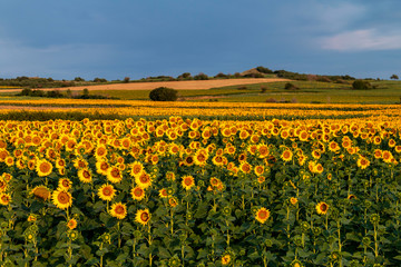 Sunflowers field