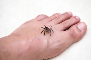 Brown spider attacking person. Venomous spider biting foot, spider bite, bite of venomous animal. Arachnophobia.