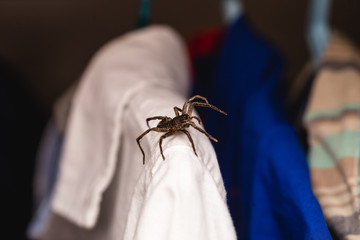 arachnophobia, poisonous spider inside wardrobe, danger, venomous animal. Fear concept.
