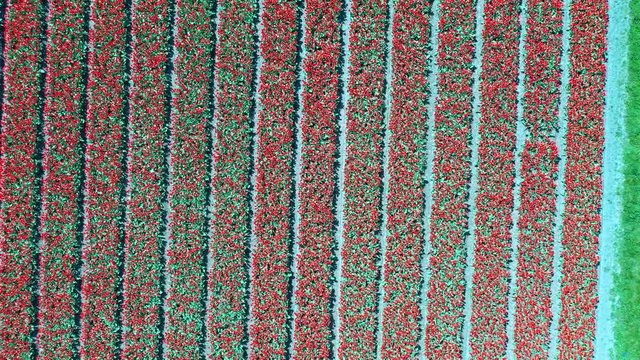 Aerial view of tulip bulb-fields in springtime, Holland, the Netherlands