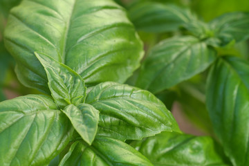Young basil plant