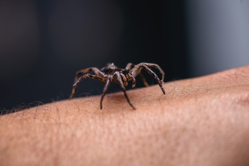 Loxosceles is a genus of poisonous arachnids in the Sicariidae family known for their necrotizing sting. They are known by the common names of brown spiders or violin spiders.