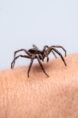 poisonous spider over person arm, poisonous spider biting person, concept of arachnophobia, fear of spider. Spider Bite.