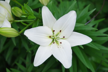 white flower