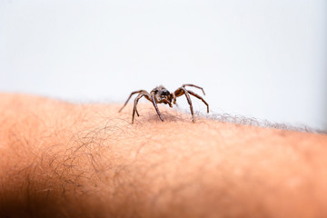 poisonous spider over person arm, poisonous spider biting person, concept of arachnophobia, fear of...