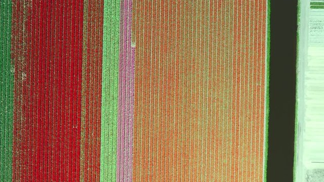 Aerial view of tulip bulb-fields in springtime, Holland, the Netherlands