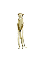 Meerkat.Watercolor hand drawn illustration.White background.animals africa.
