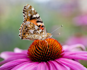 butterfly on a flower