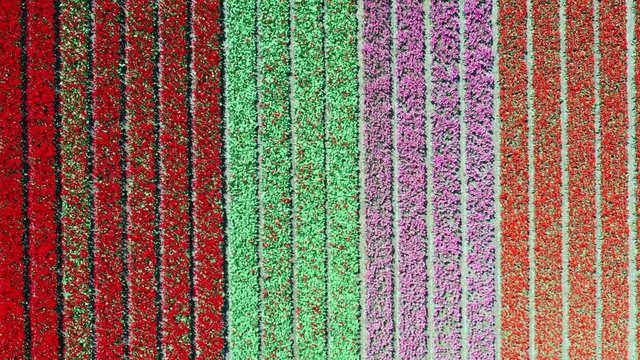 Aerial view of tulip bulb-fields in springtime, Holland, the Netherlands