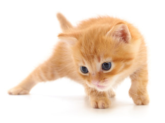 Kitten on white background.