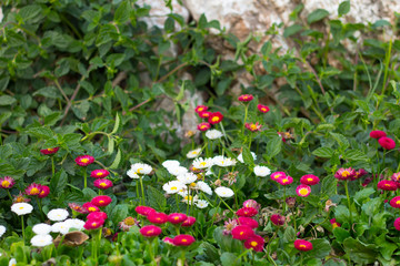 Flowers of various colors and shapes