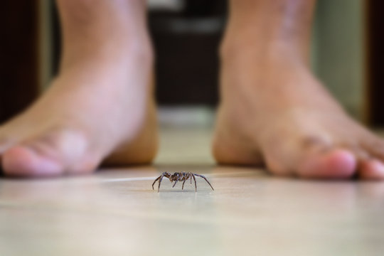 Poisonous spider indoors, dangerous venomous animal. Aracanophobia concept, care to avoid spiders