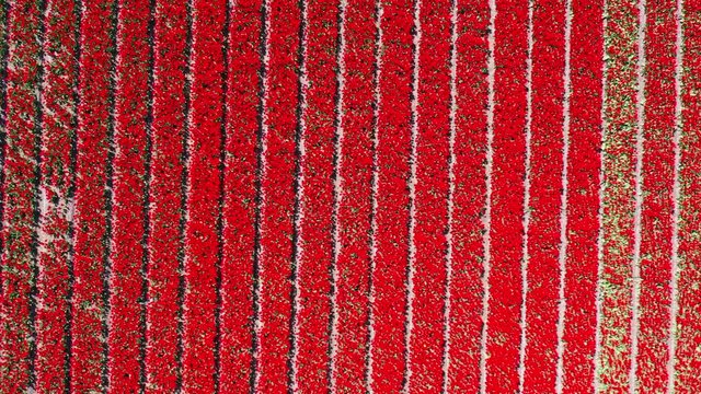Aerial view of tulip bulb-fields in springtime, Holland, the Netherlands