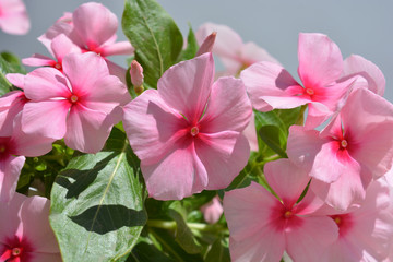 Trailing Vinca, Catharanthus roseus, fresh pink flowers. Sometimes known as Periwinkle.
