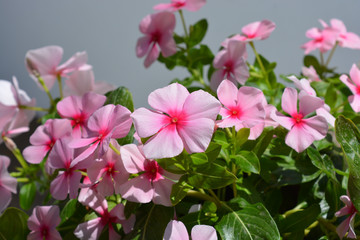 Trailing Vinca, Catharanthus roseus, fresh pink flowers. Sometimes known as Periwinkle.