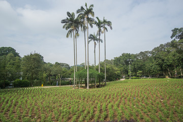 a day outside of Guangzhou city center walking around the park and the viewpoint