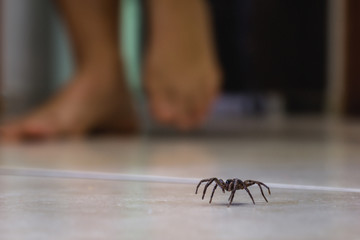 Poisonous spider indoors, dangerous venomous animal. Aracanophobia concept, care to avoid spiders - Powered by Adobe