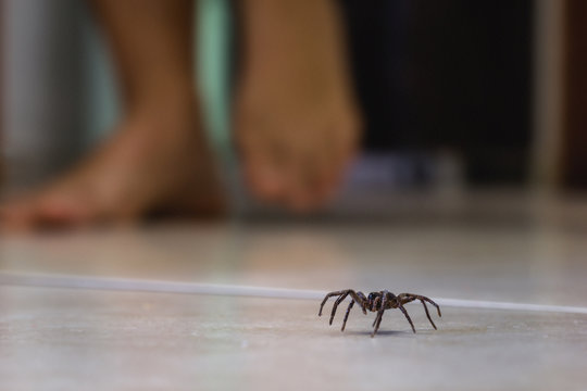 Poisonous spider indoors, dangerous venomous animal. Aracanophobia concept, care to avoid spiders
