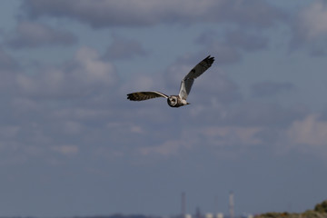 Short Eared Owl