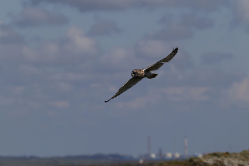 Short Eared Owl