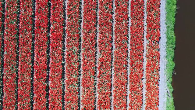 Aerial view of tulip bulb-fields in springtime, Holland, the Netherlands